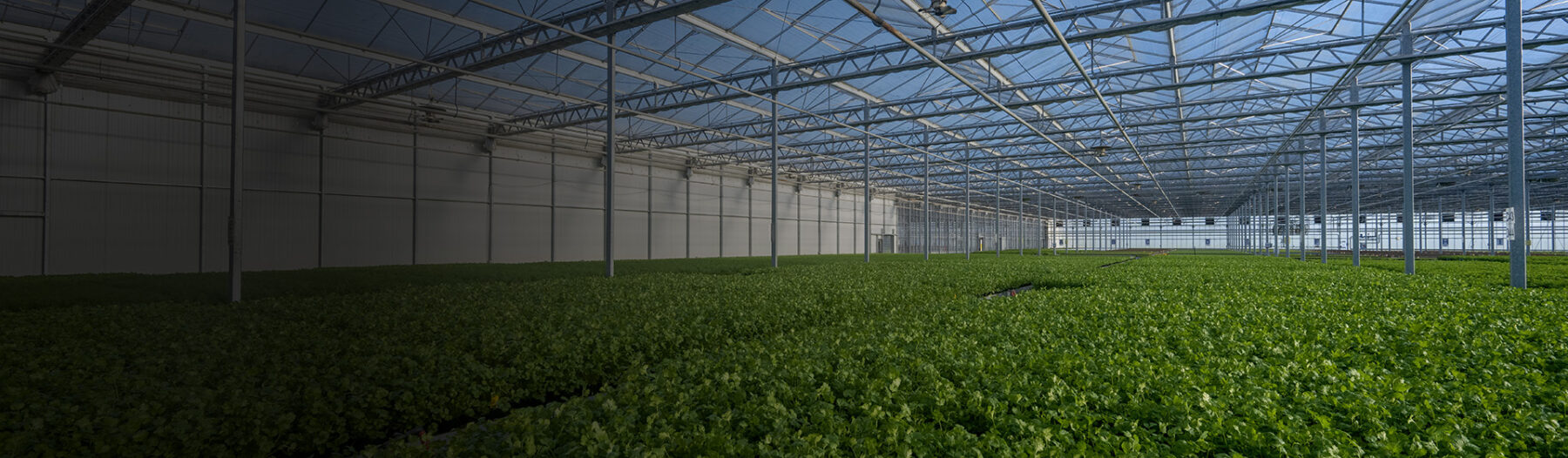 CNZAF_Auckland_Helensville_Fordyce_Road_208_1920px